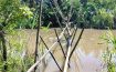 দাগনভূঞায় পারাপারে ঝুঁকিপূর্ণ বাঁশের সাঁকোই একমাত্র ভরসা! ভোগান্তি চরমে