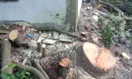 সেনবাগে জমি দখলের চেষ্টা ও গাছ কাটার অভিযোগ
