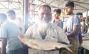 একটি রুপালি ইলিশ ১০ হাজার টাকায় বিক্রি