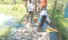 পুকুরে বিষ, ৫ লাখ টাকার মাছ নিধন