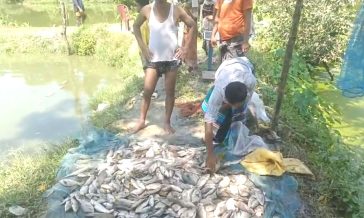 পুকুরে বিষ, ৫ লাখ টাকার মাছ নিধন